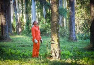 PLANTACIONES-300x210