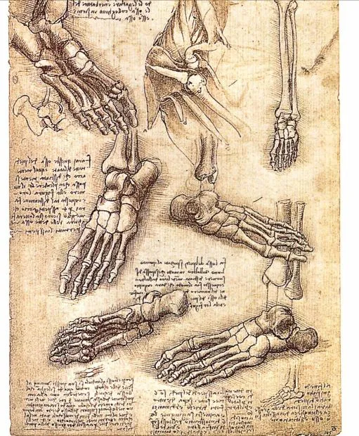 Notas anatomicas de leonardo da vinci