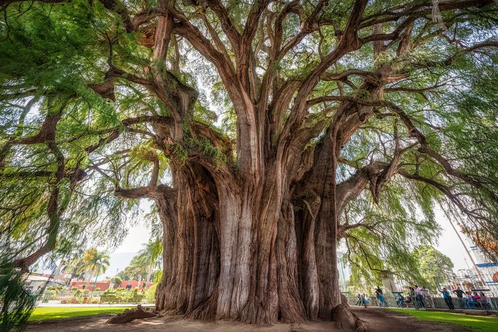 un árbol en el mundo-posdata-digital-press