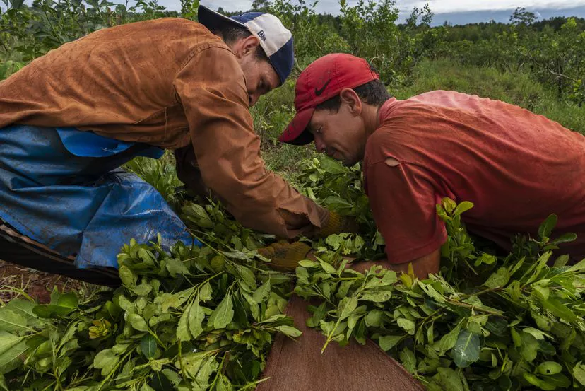 Cosecha de yerba mate