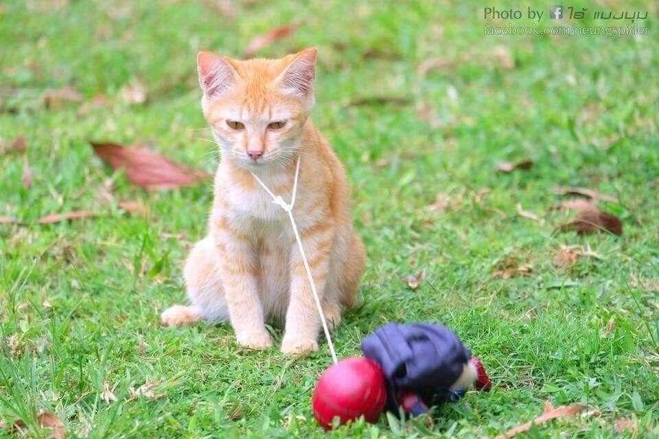 Las aventuras del pequeño hombre araña y sus amigos