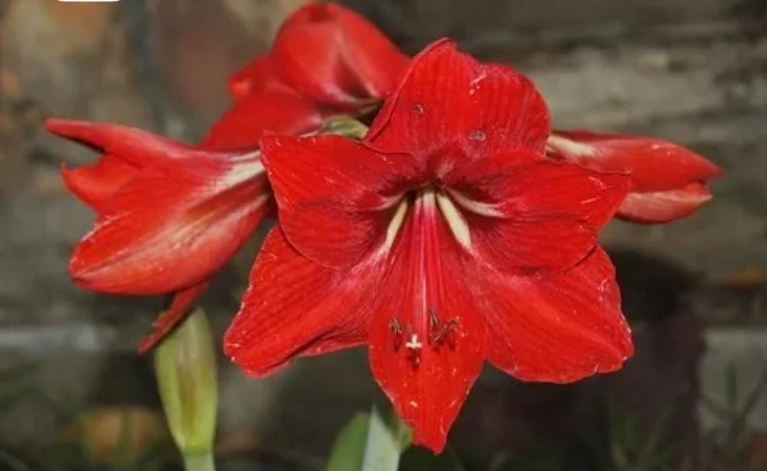 San Martín y  Aráoz -posdata-digital-press