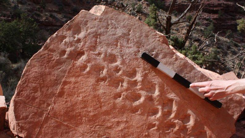 La investigación paleontológica ha confirmado que una serie de huellas de fósiles recientemente descubiertas son las huellas más antiguas registradas de su tipo hasta la fecha dentro del Parque Nacional del Gran Cañón. (Cortesía de Stephen Rowland)-posdata-digital-press