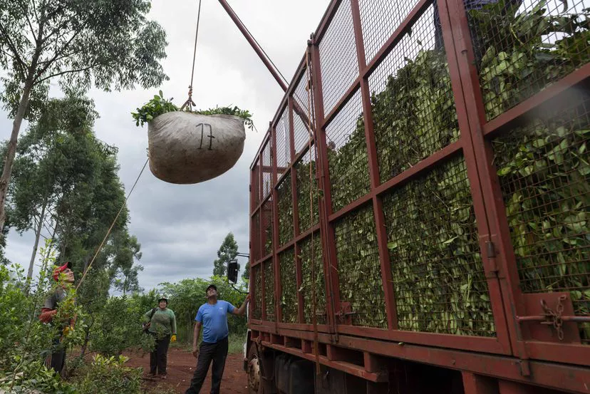 Cosecha de yerba mate