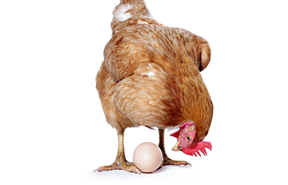 el-huevo-o-la-gallina-