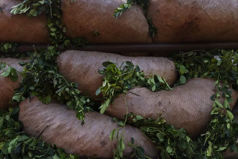 Cosecha de yerba mate