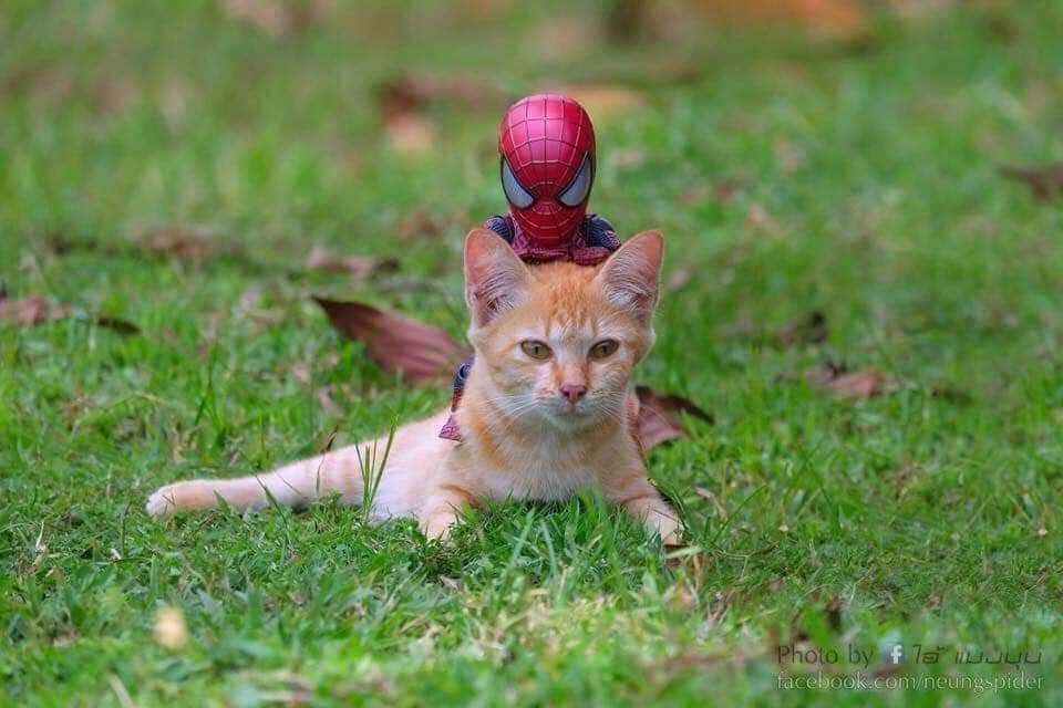 Las aventuras del pequeño hombre araña y sus amigos