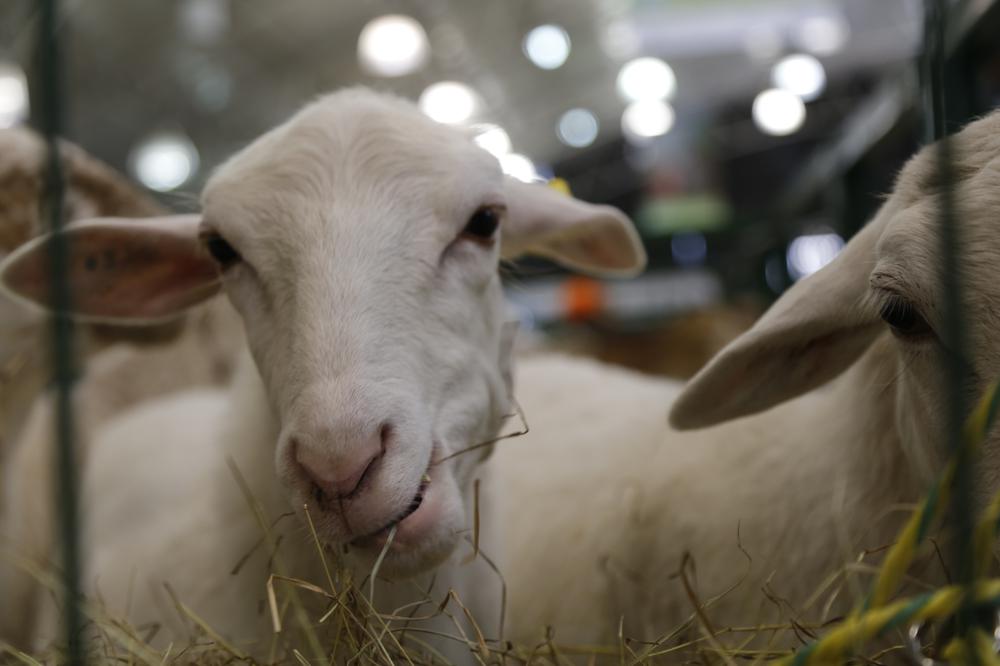  XXII edición de Agroexpo en Corferias