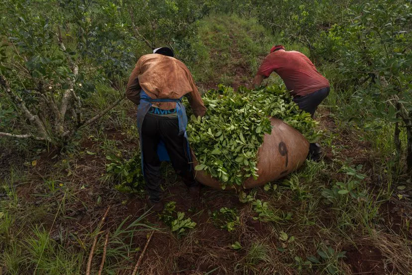 Cosecha de yerba mate