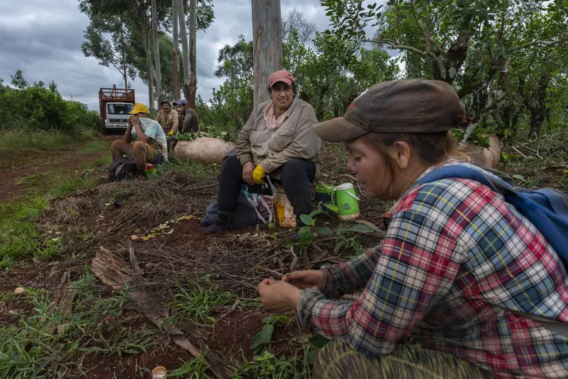 Cosecha de yerba mate