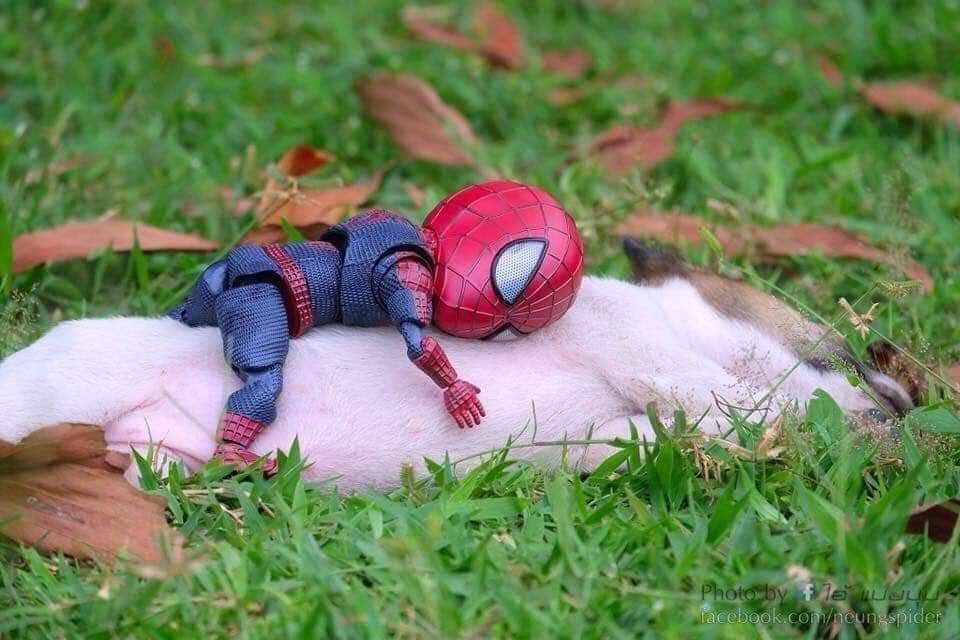 Las aventuras del pequeño hombre araña y sus amigos