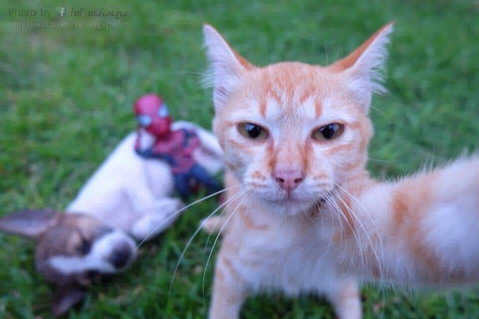 Las aventuras del pequeño hombre araña y sus amigos